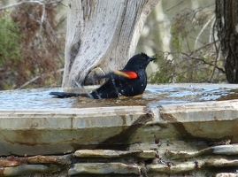 Red-winged Blackbird